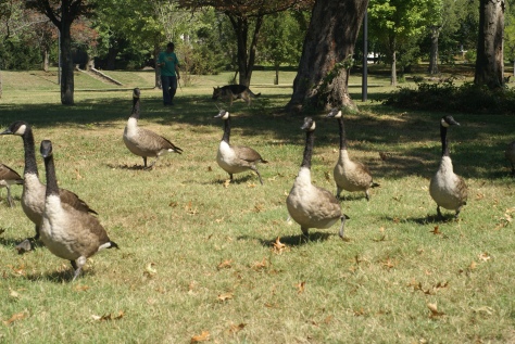 gaggle of geese 